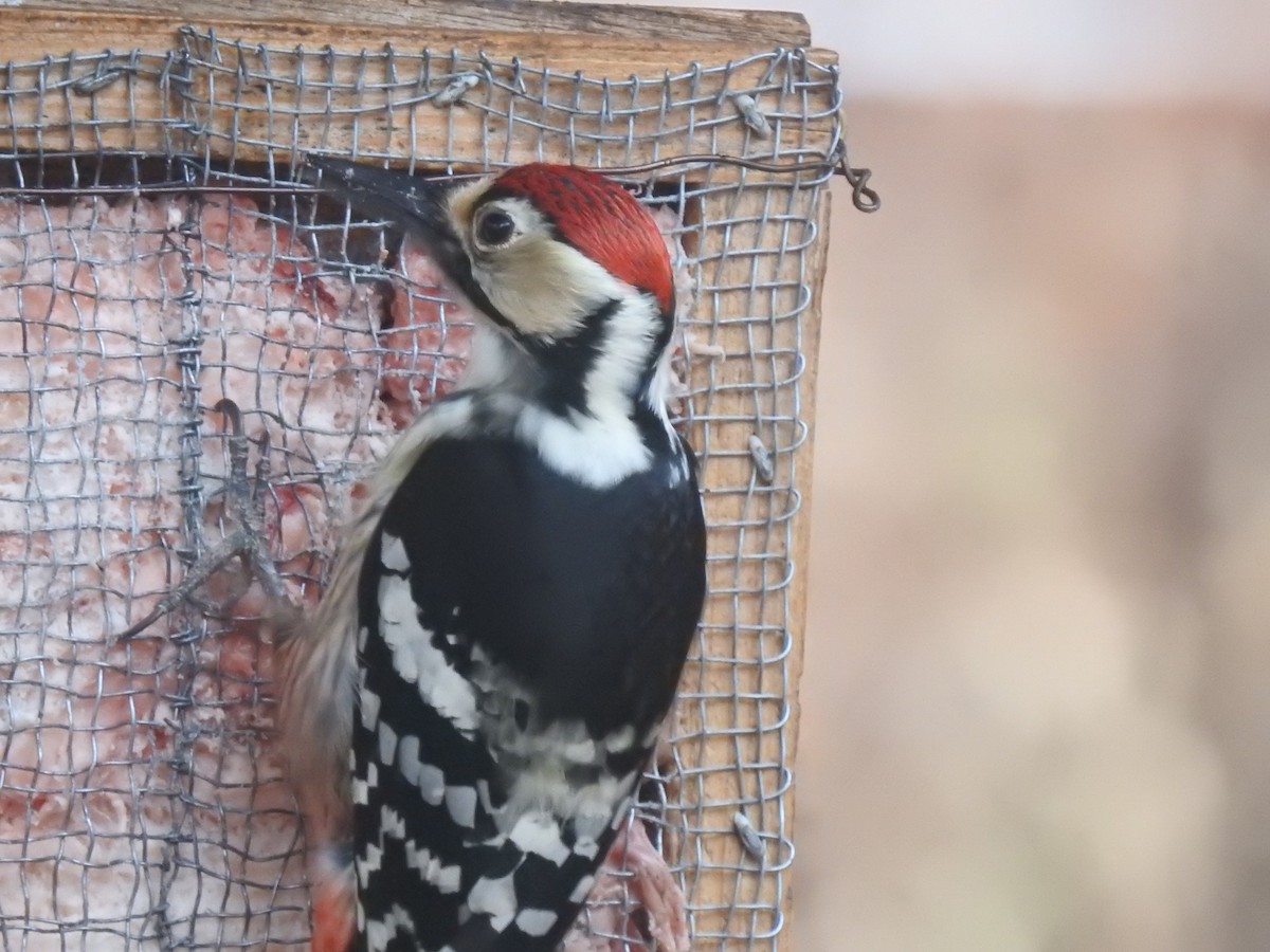 White-backed Woodpecker - Craig Jackson