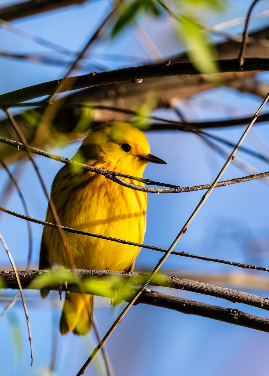 Yellow Warbler - William Rideout