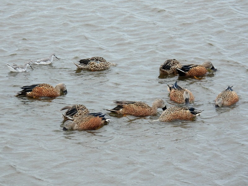 Red Shoveler - bob butler