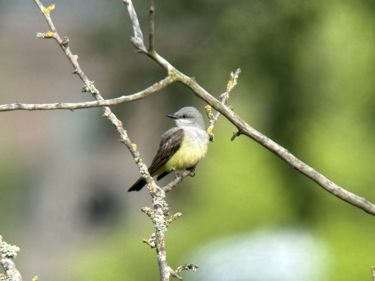 Western Kingbird - Christian Hagenlocher