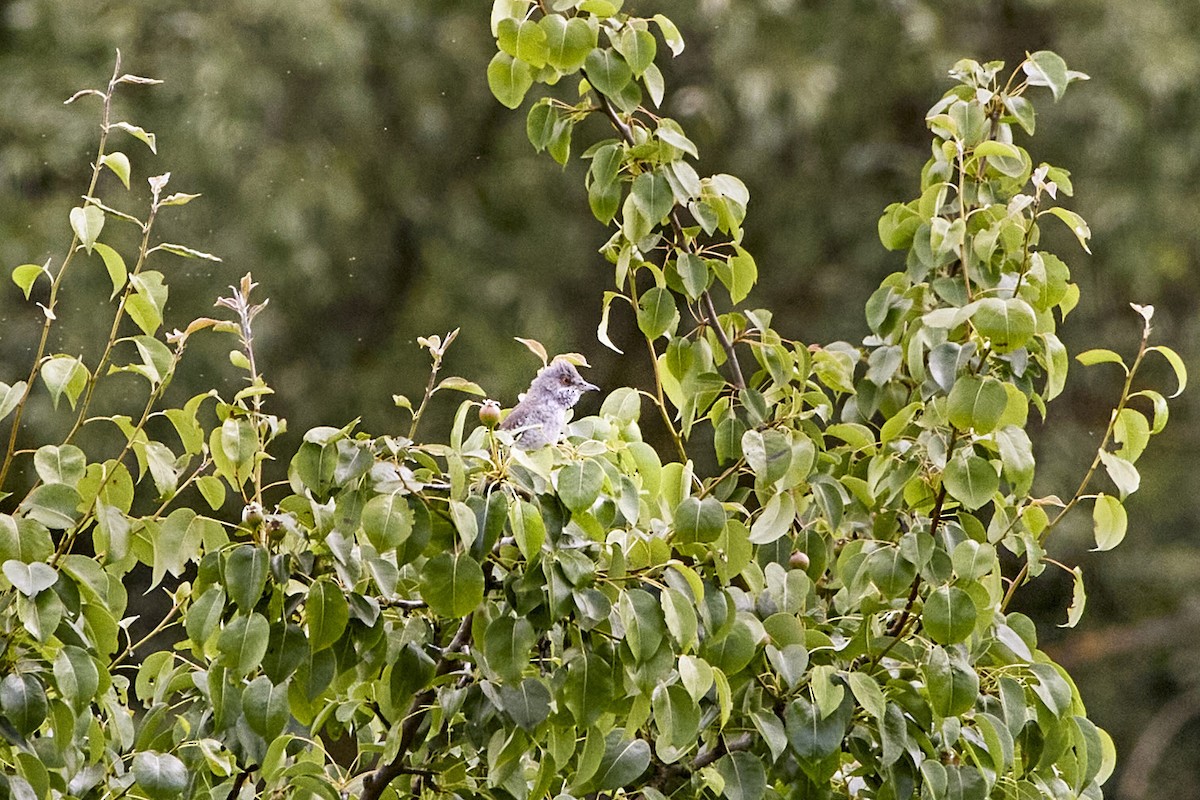 Barred Warbler - Monika Kolodziej