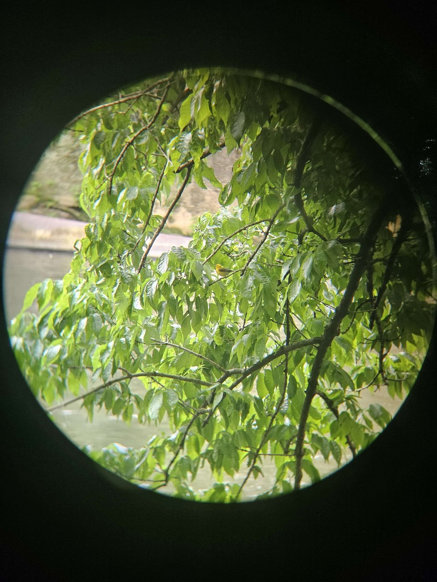 Лимонная червеедка - ML619289423