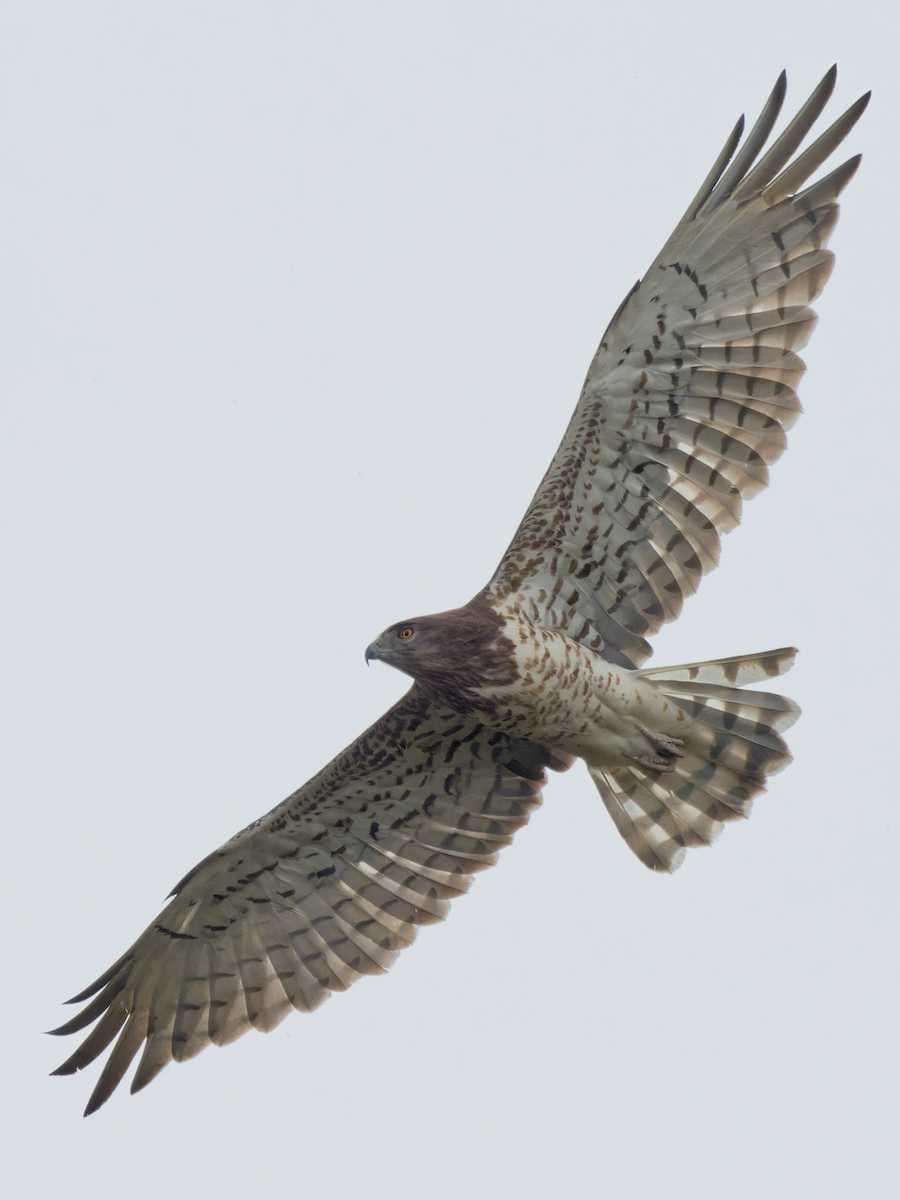 Short-toed Snake-Eagle - ML619289428