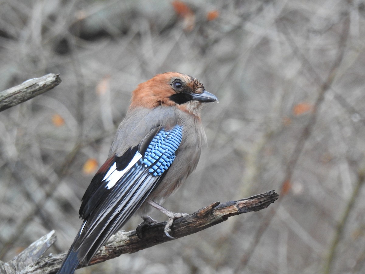 Eurasian Jay - Craig Jackson