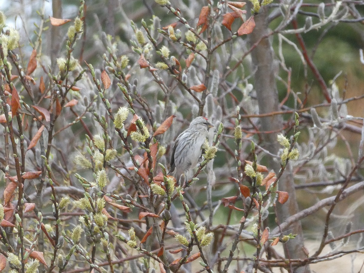 Common/Hoary Redpoll - Anonymous