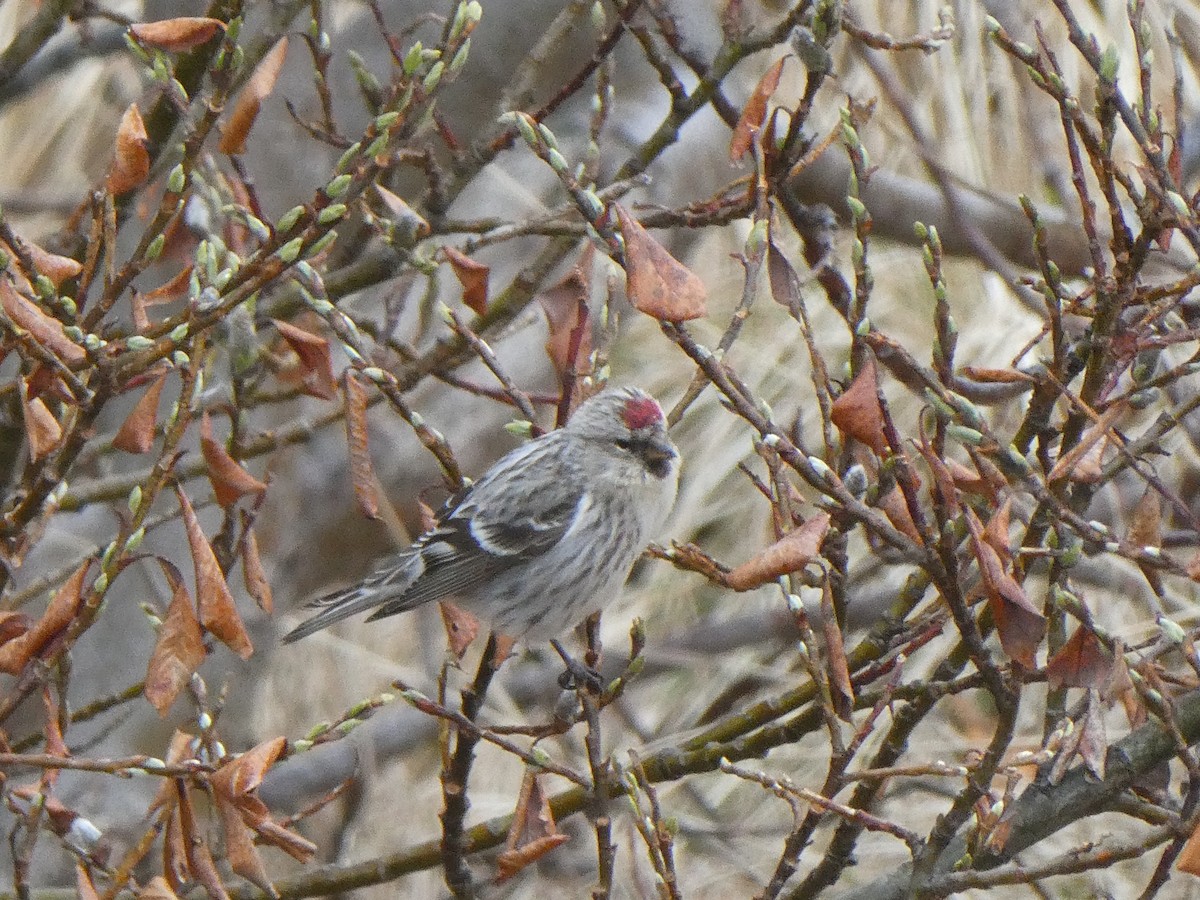 Common/Hoary Redpoll - Anonymous