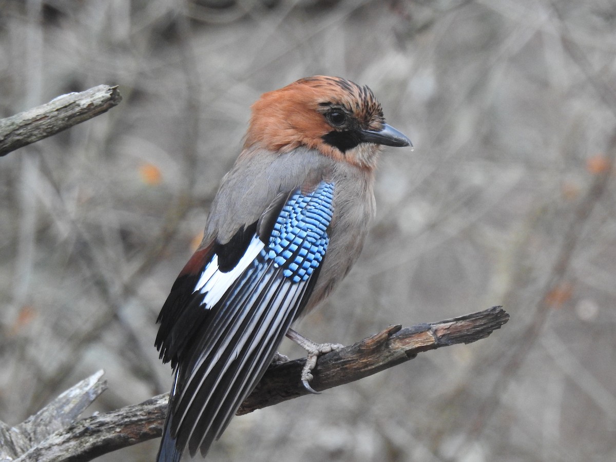 Eurasian Jay - Craig Jackson