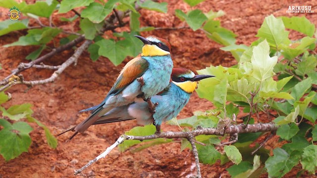 European Bee-eater - ML619289446