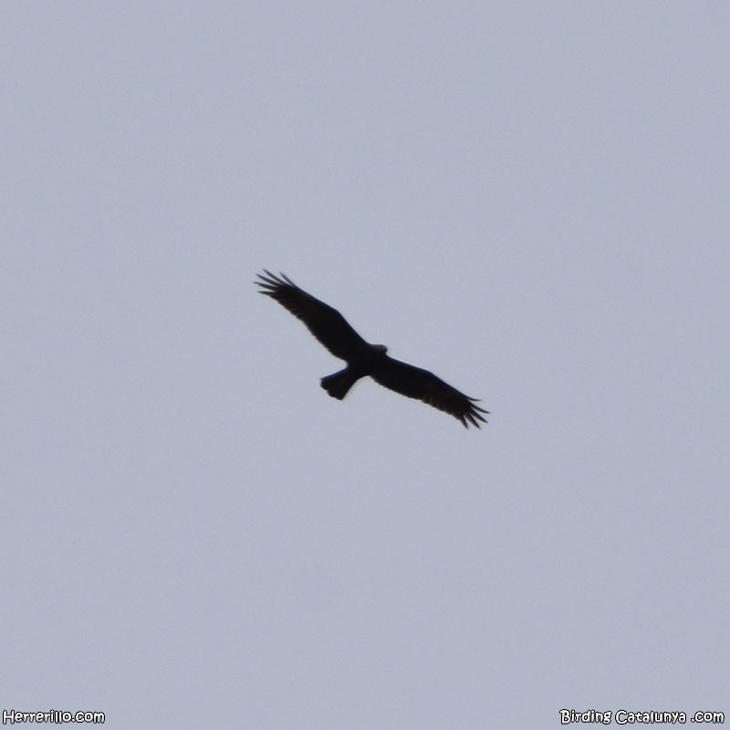 Western Marsh Harrier - Enric Pàmies