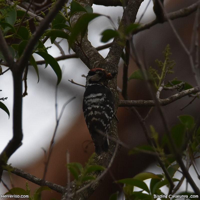 Lesser Spotted Woodpecker - Enric Pàmies