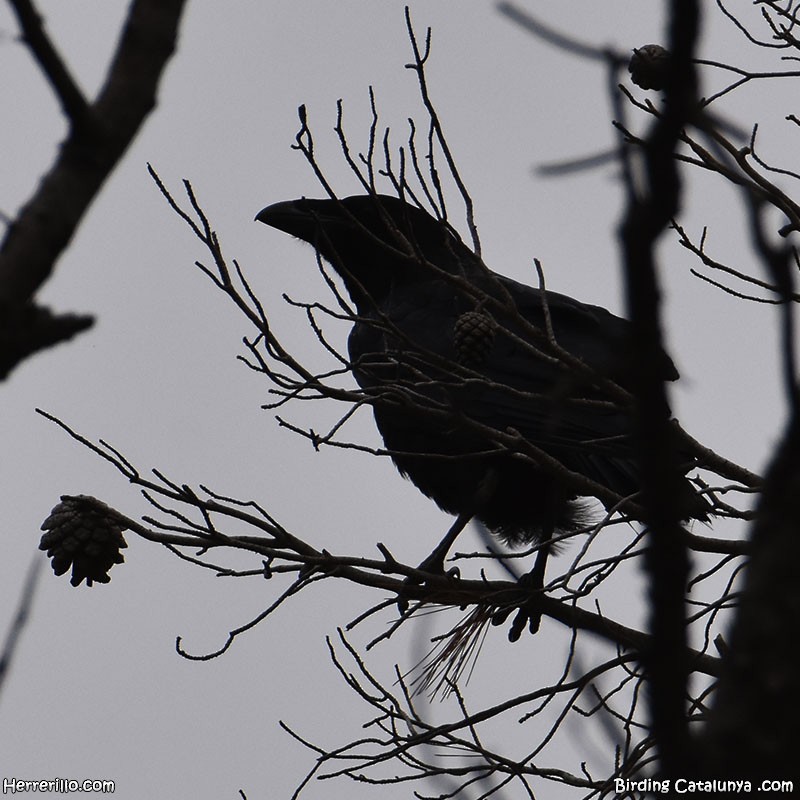 Common Raven - Enric Pàmies