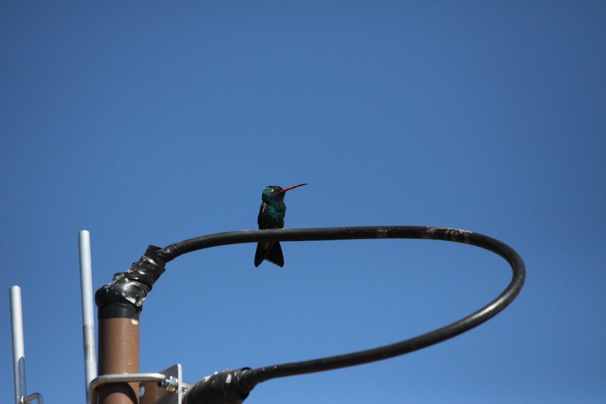 Broad-billed Hummingbird - Guy David