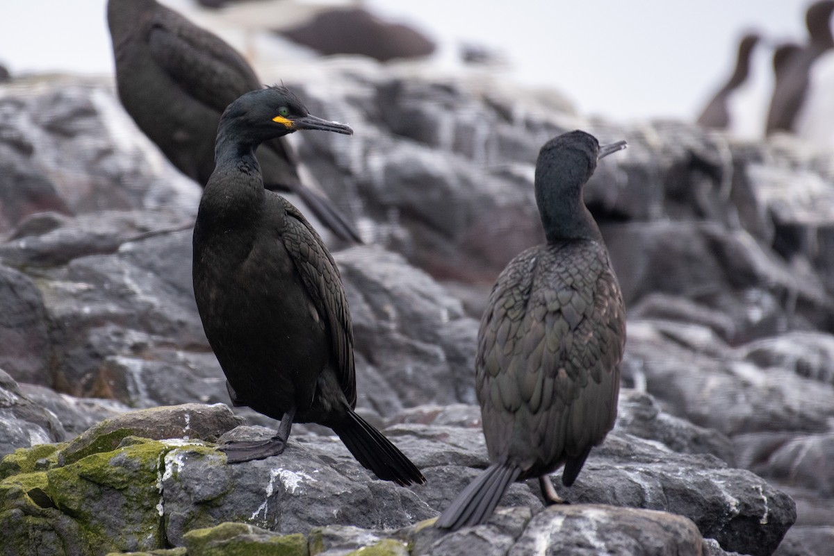 European Shag - Derek Henderson