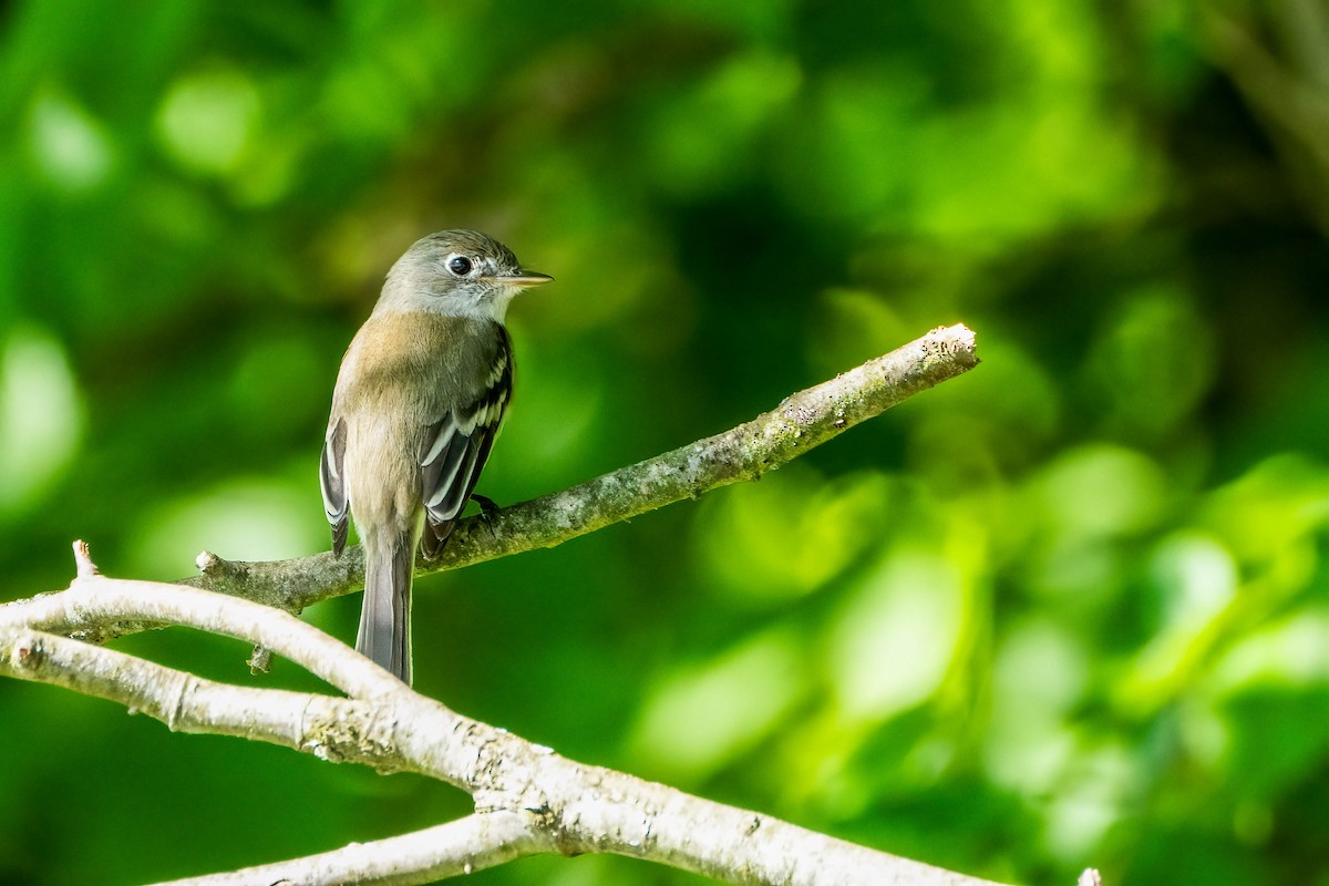 Least Flycatcher - Gustino Lanese