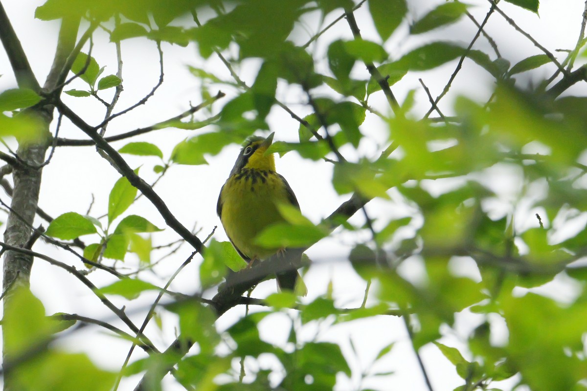 Canada Warbler - Russ Smiley