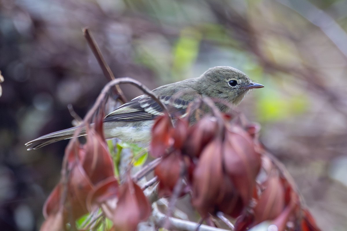 Small-billed Elaenia - ML619289508