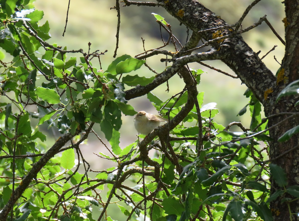 Western Bonelli's Warbler - Francisco Javier Calvo lesmes