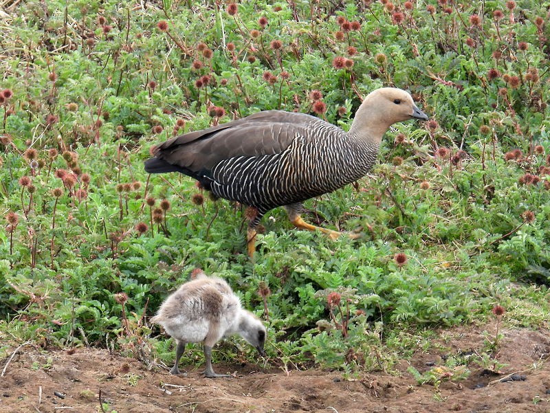 Upland Goose - bob butler