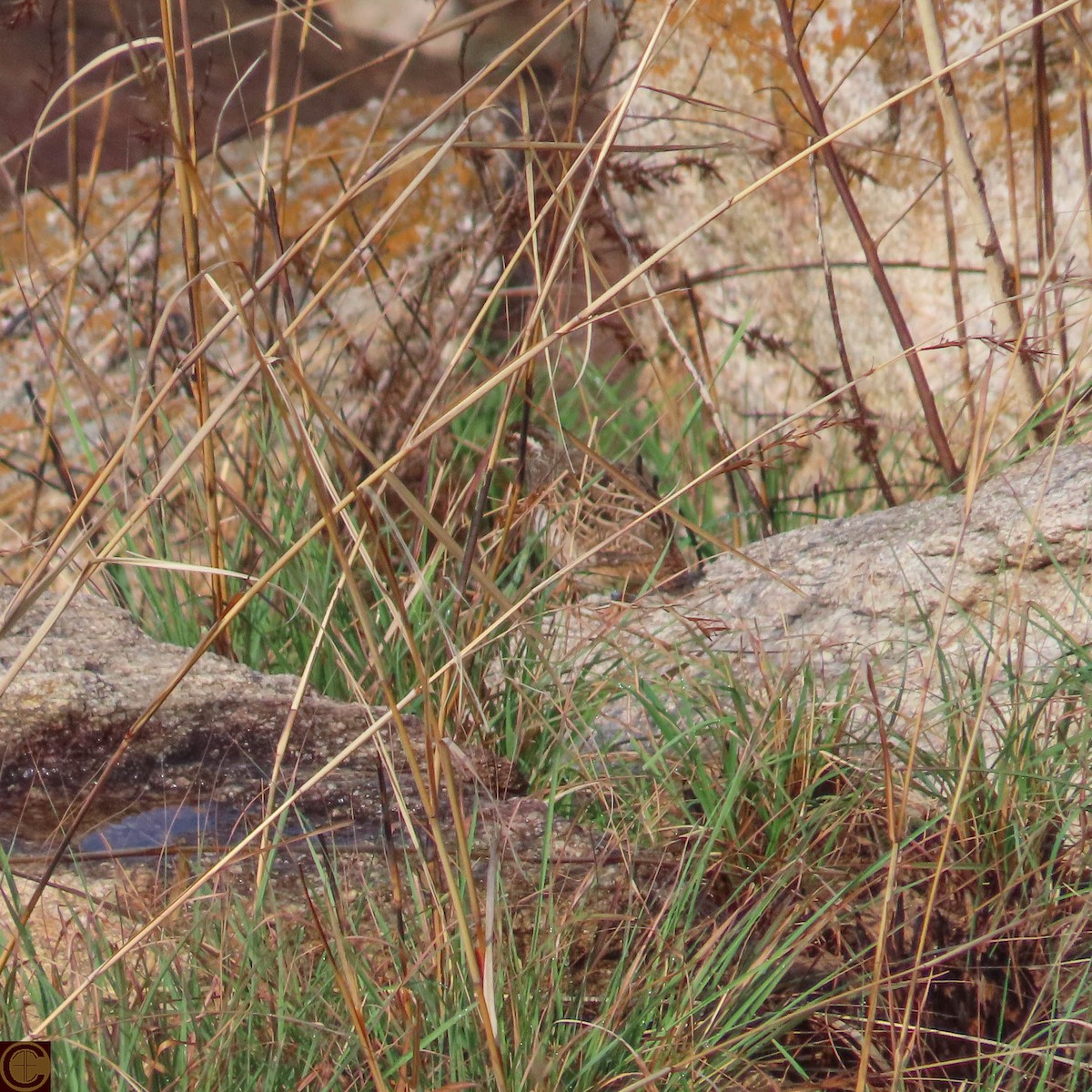 Jungle Bush-Quail - ML619289528