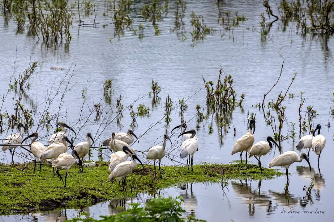 Black-headed Ibis - ML619289539