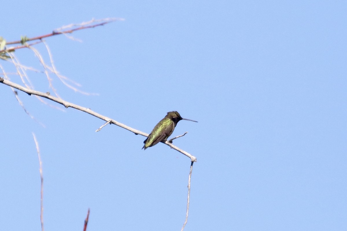 Black-chinned Hummingbird - Carol Ortenzio