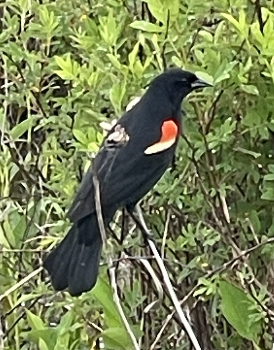 Red-winged Blackbird - Ney Bero