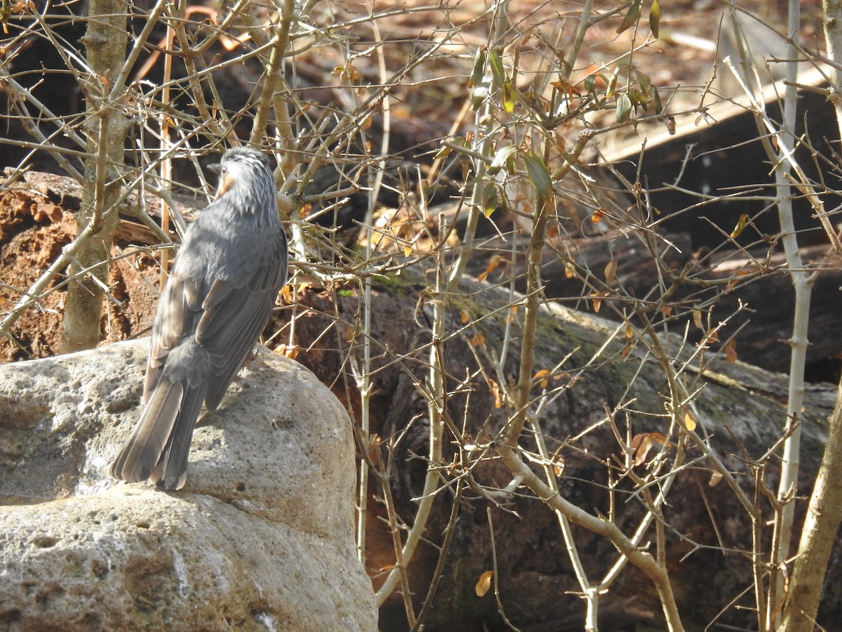 Brown-eared Bulbul - Craig Jackson