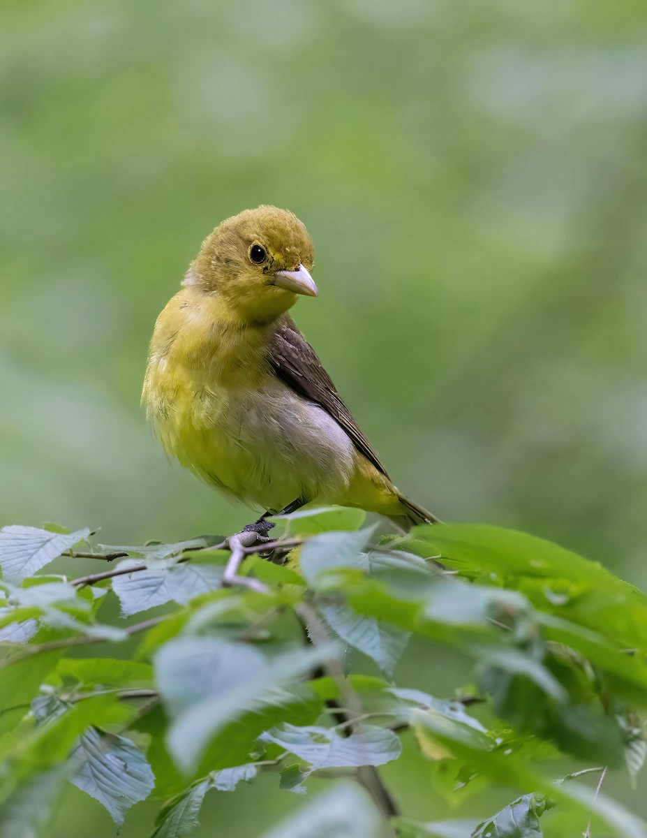 Scarlet Tanager - Brian Smith