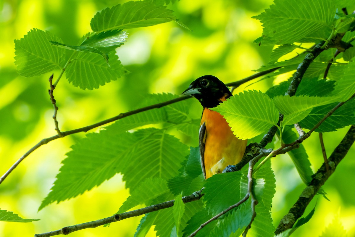 Baltimore Oriole - Gustino Lanese