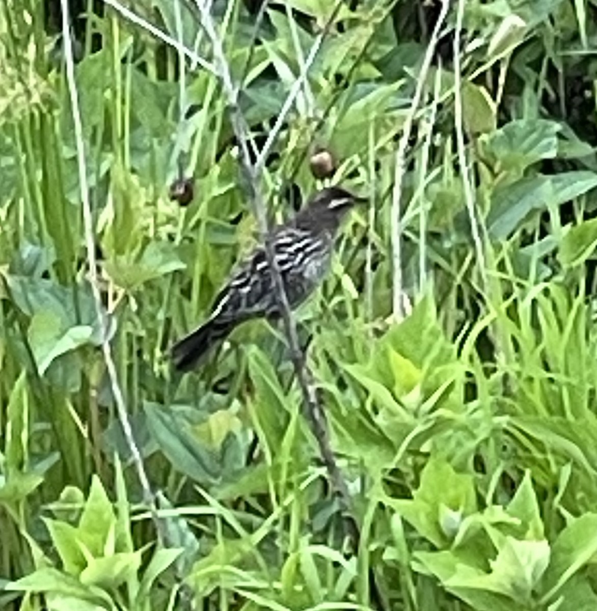 Red-winged Blackbird - Ney Bero