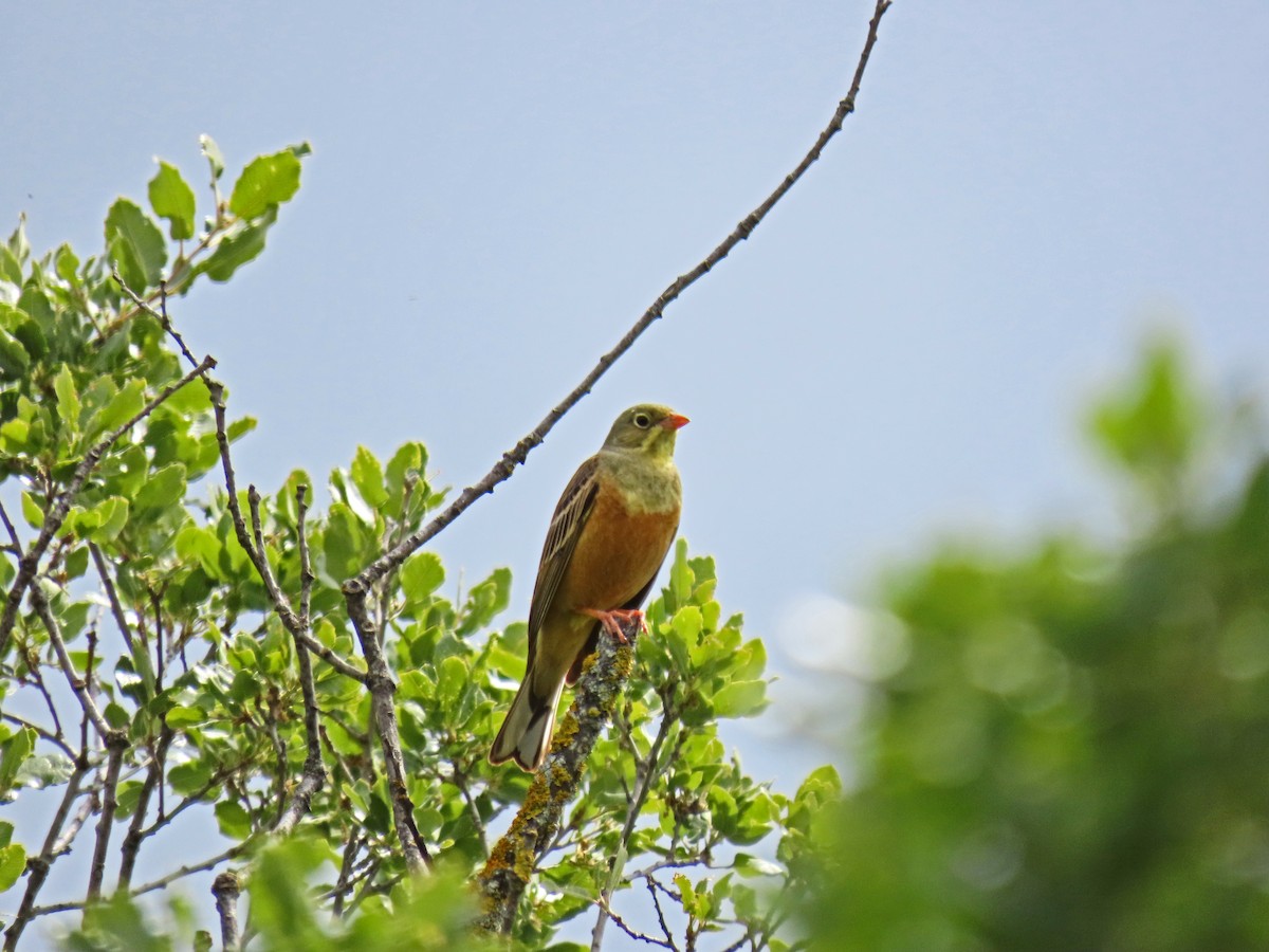 Ortolan Bunting - Francisco Javier Calvo lesmes