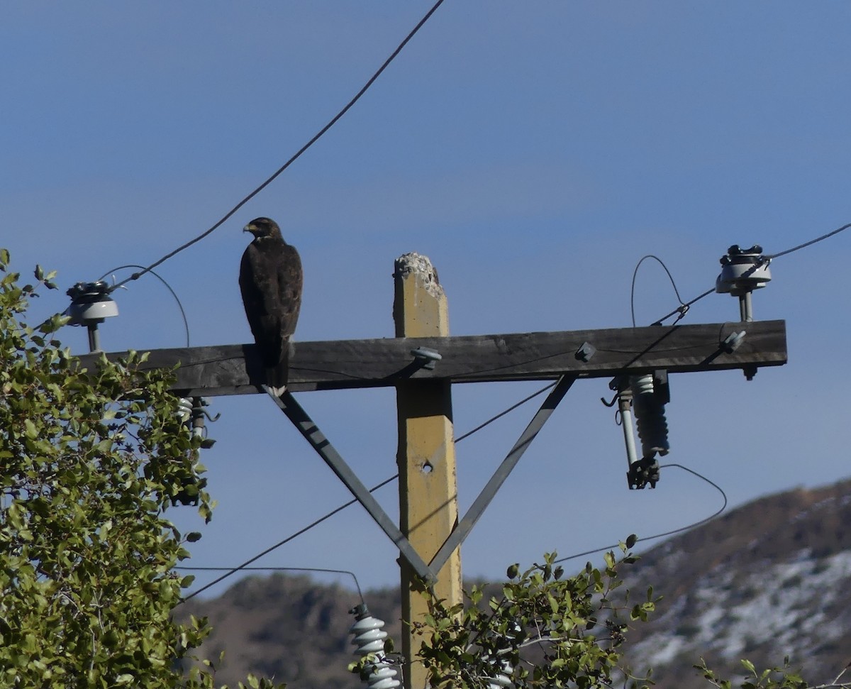 Harris's Hawk - joaquin vial