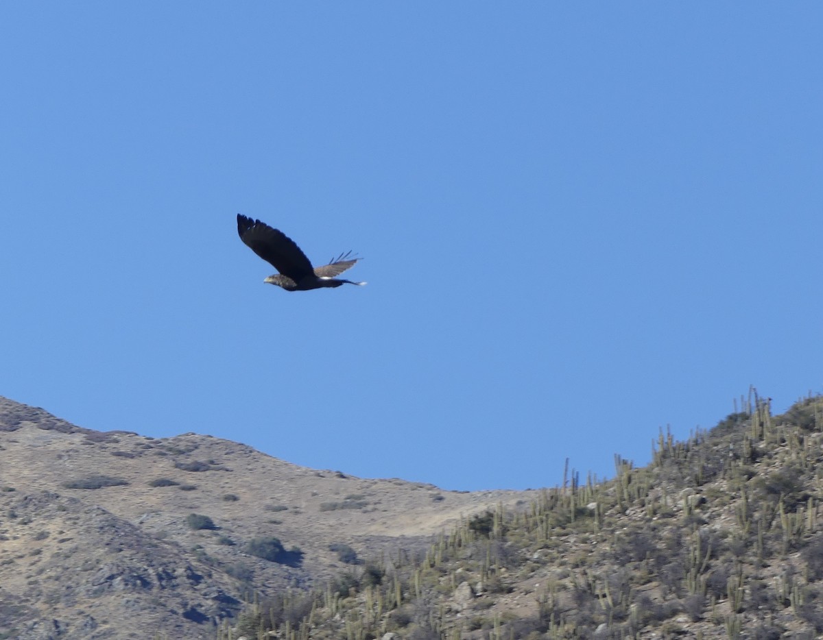 Harris's Hawk - joaquin vial