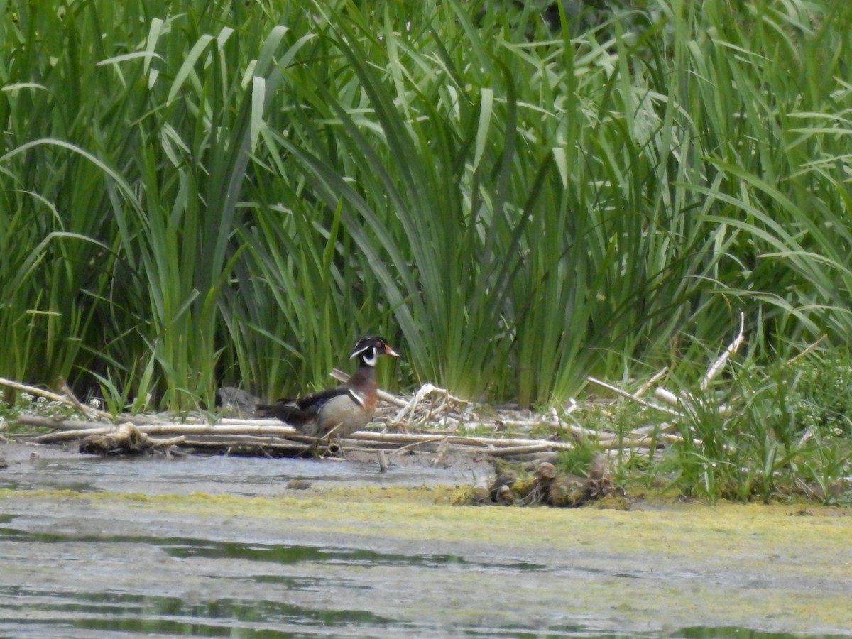 Wood Duck - Daniel Raposo 🦅