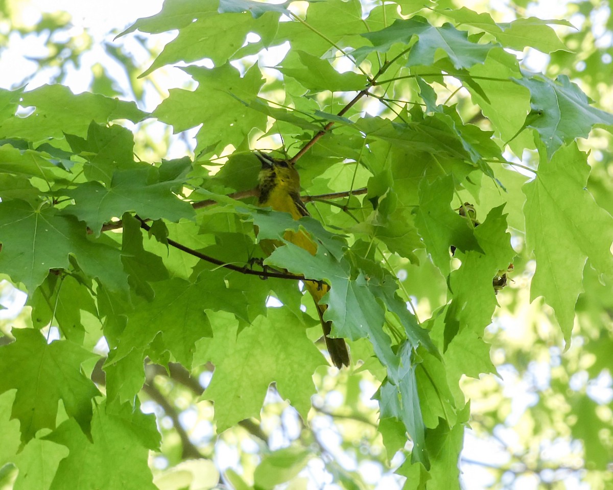 Orchard Oriole - Kathy L. Mock