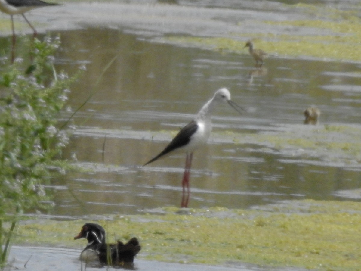 Black-winged Stilt - Daniel Raposo 🦅