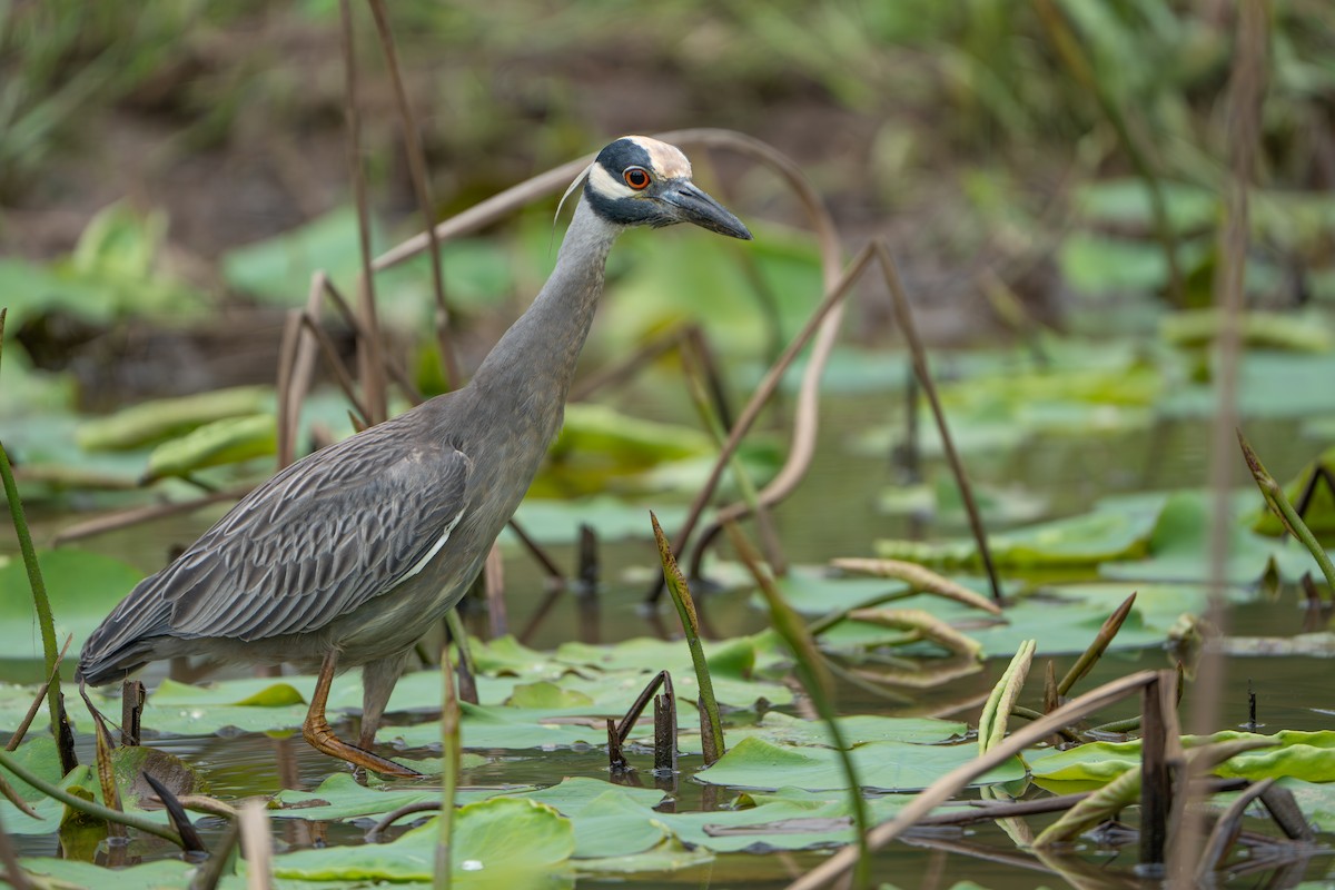 Yellow-crowned Night Heron - Kerry Snyder