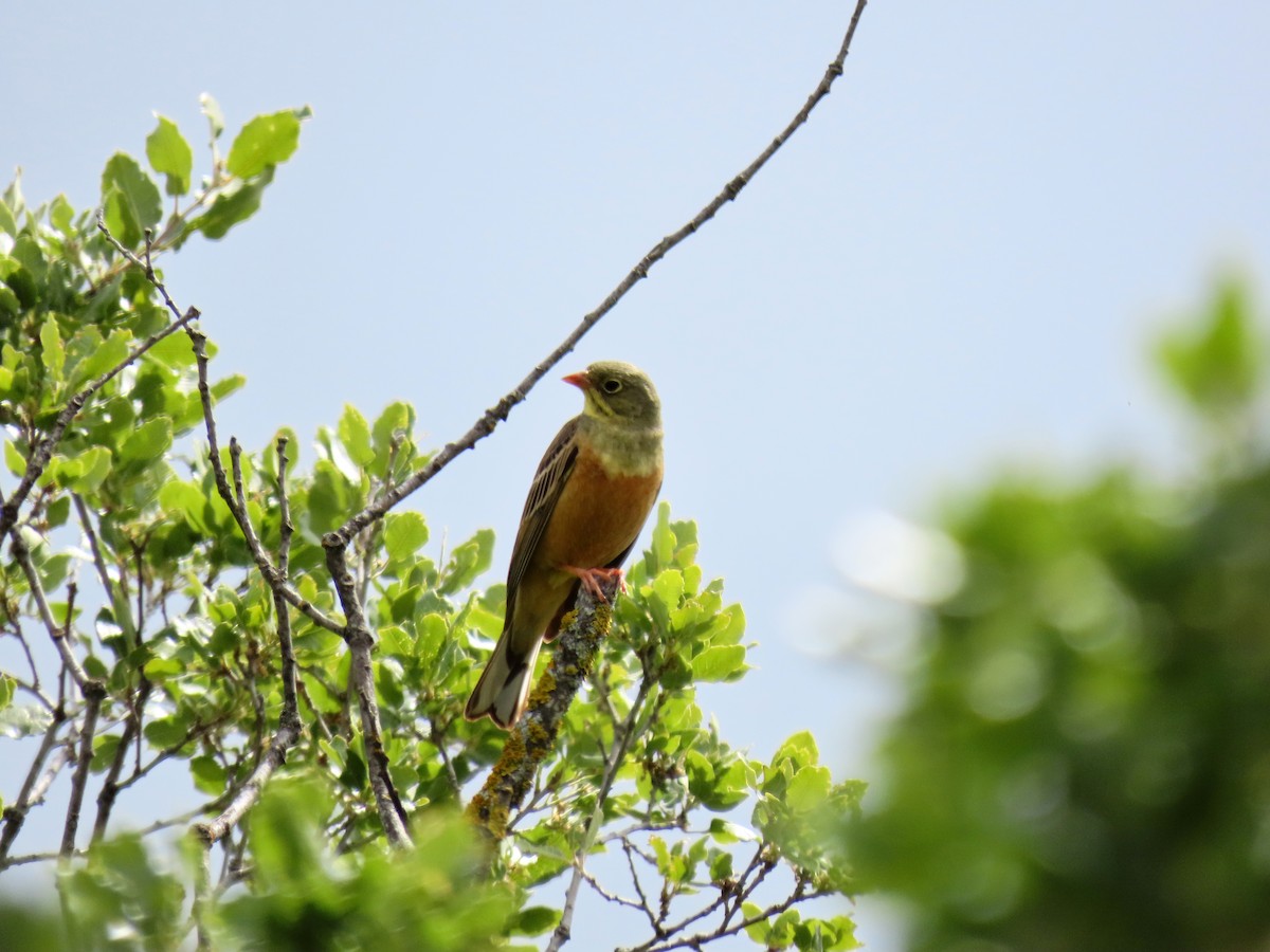 Ortolan Bunting - Francisco Javier Calvo lesmes