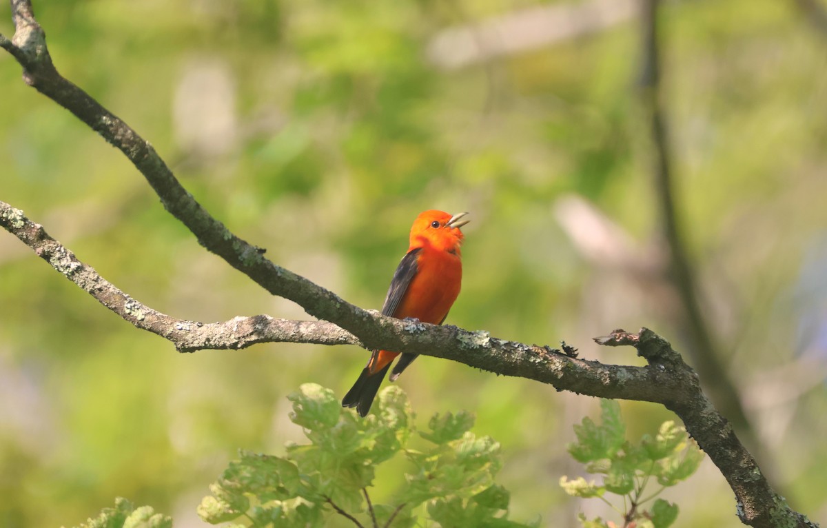 Scarlet Tanager - ML619289601