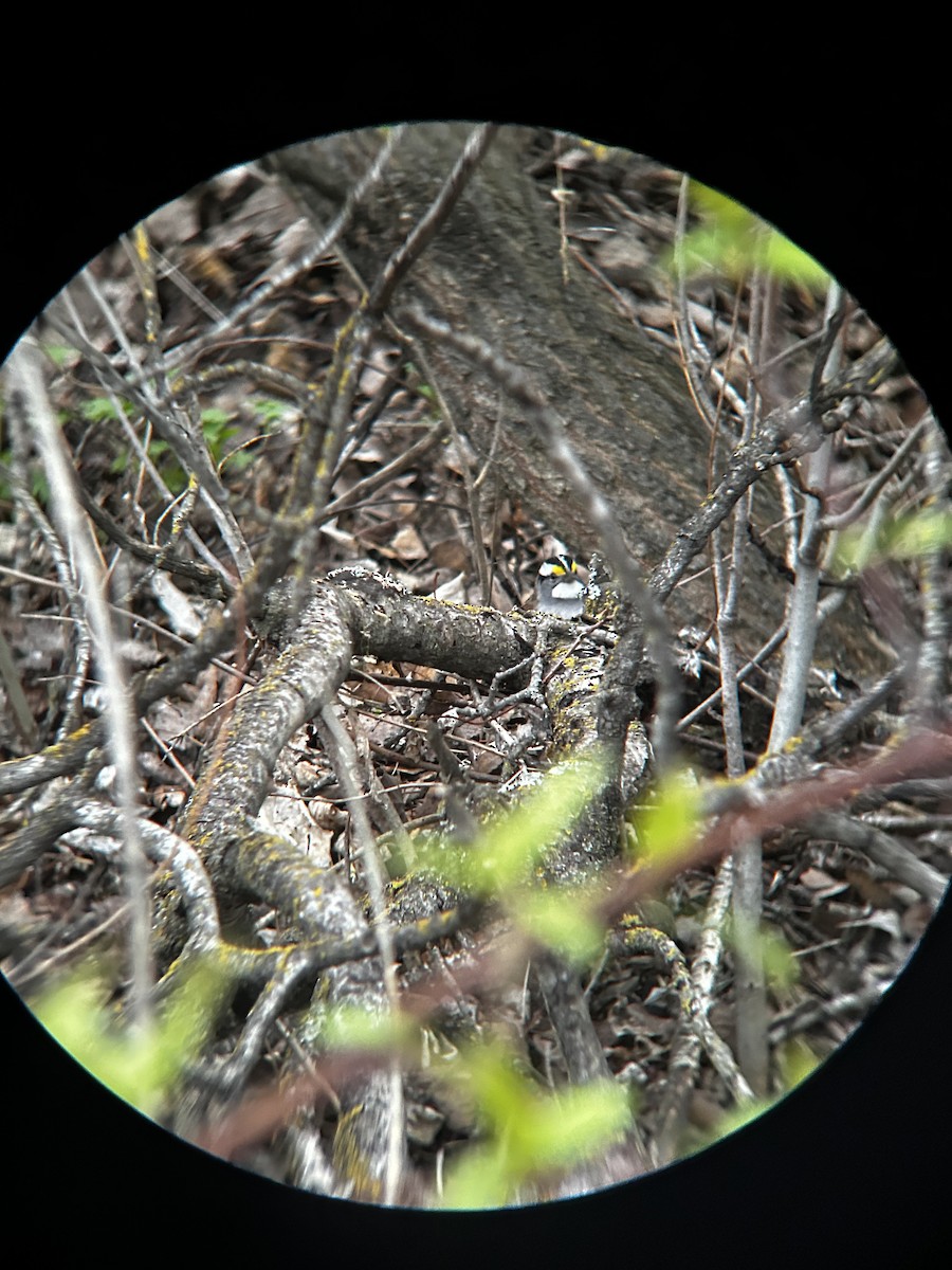 White-throated Sparrow - ML619289604