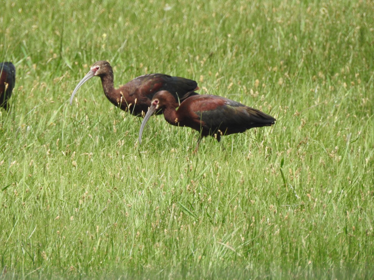 White-faced Ibis - ML619289610