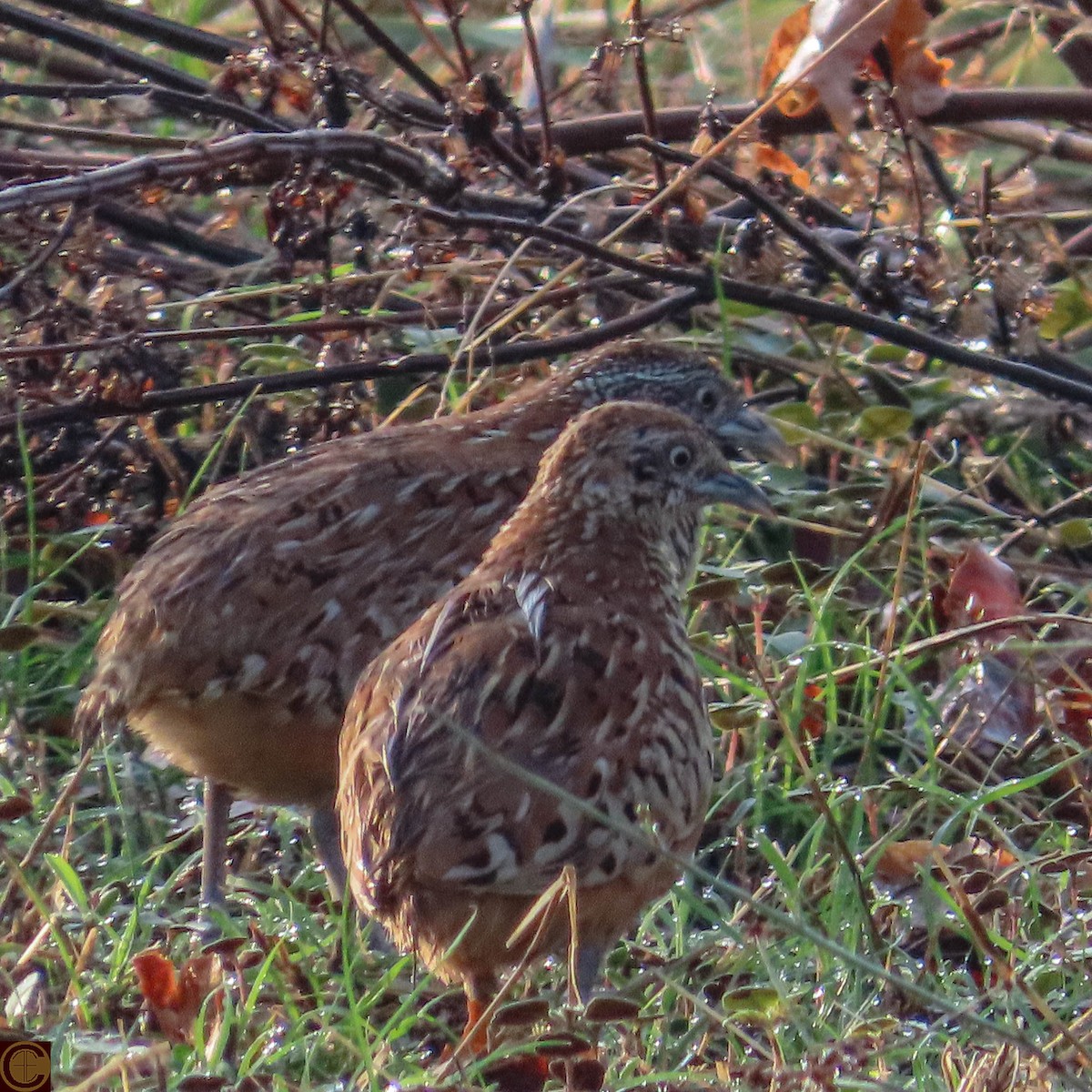 Barred Buttonquail - ML619289611