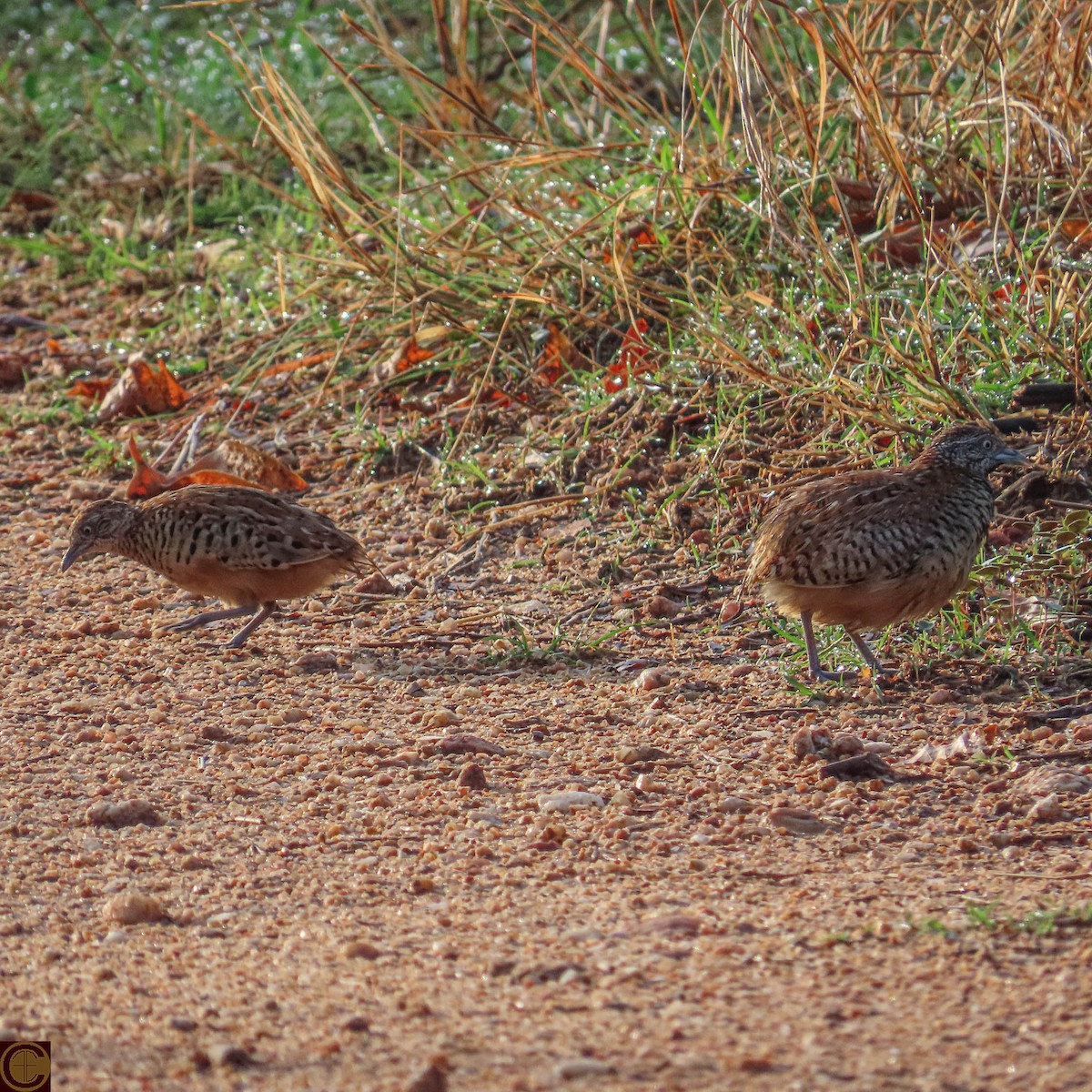 Barred Buttonquail - ML619289612