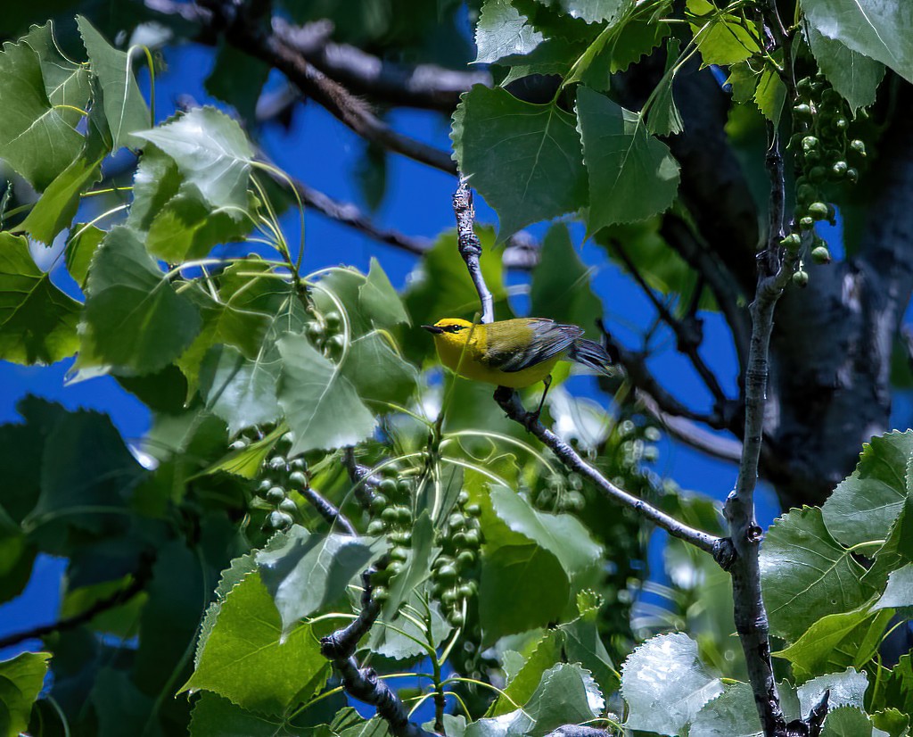 Blue-winged Warbler - Pam Gilmore