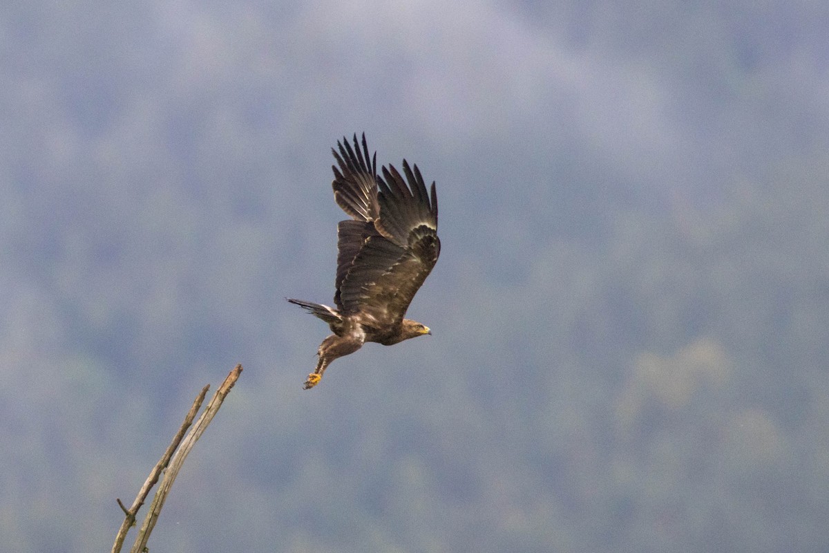 Águila Pomerana - ML619289628