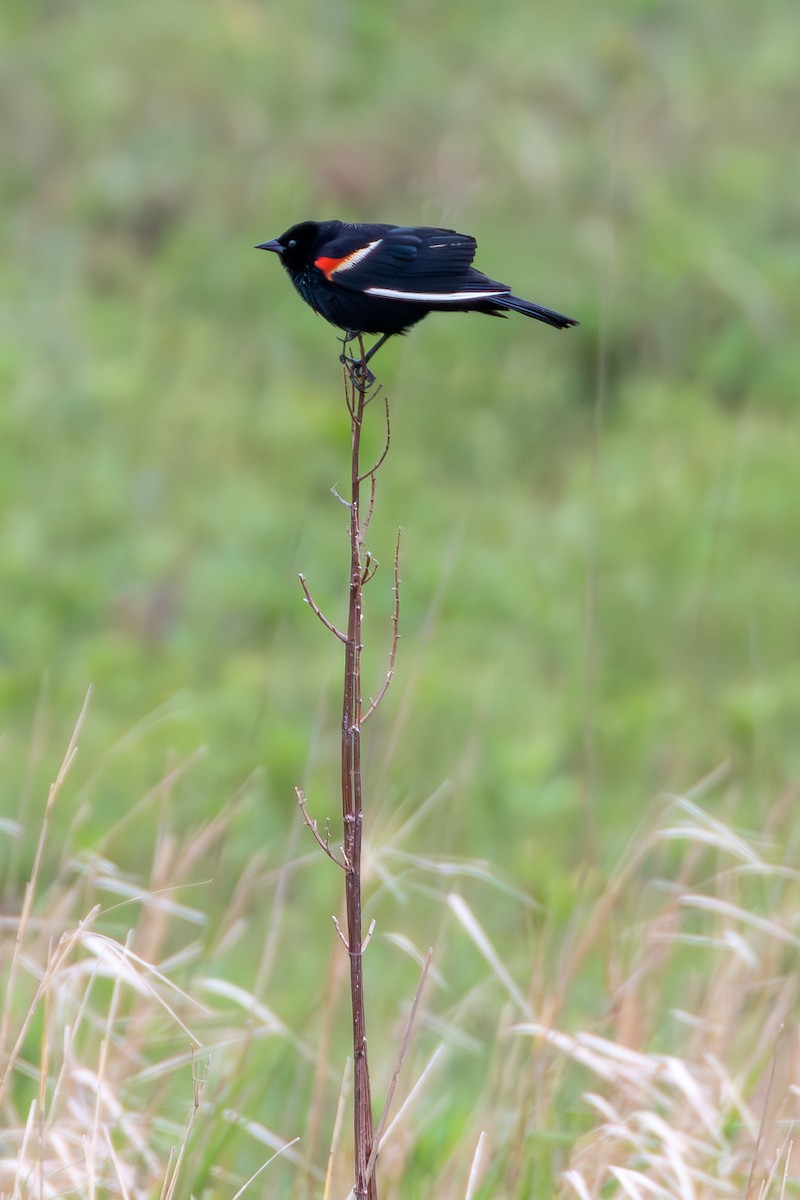 Red-winged Blackbird - David Bergstrom