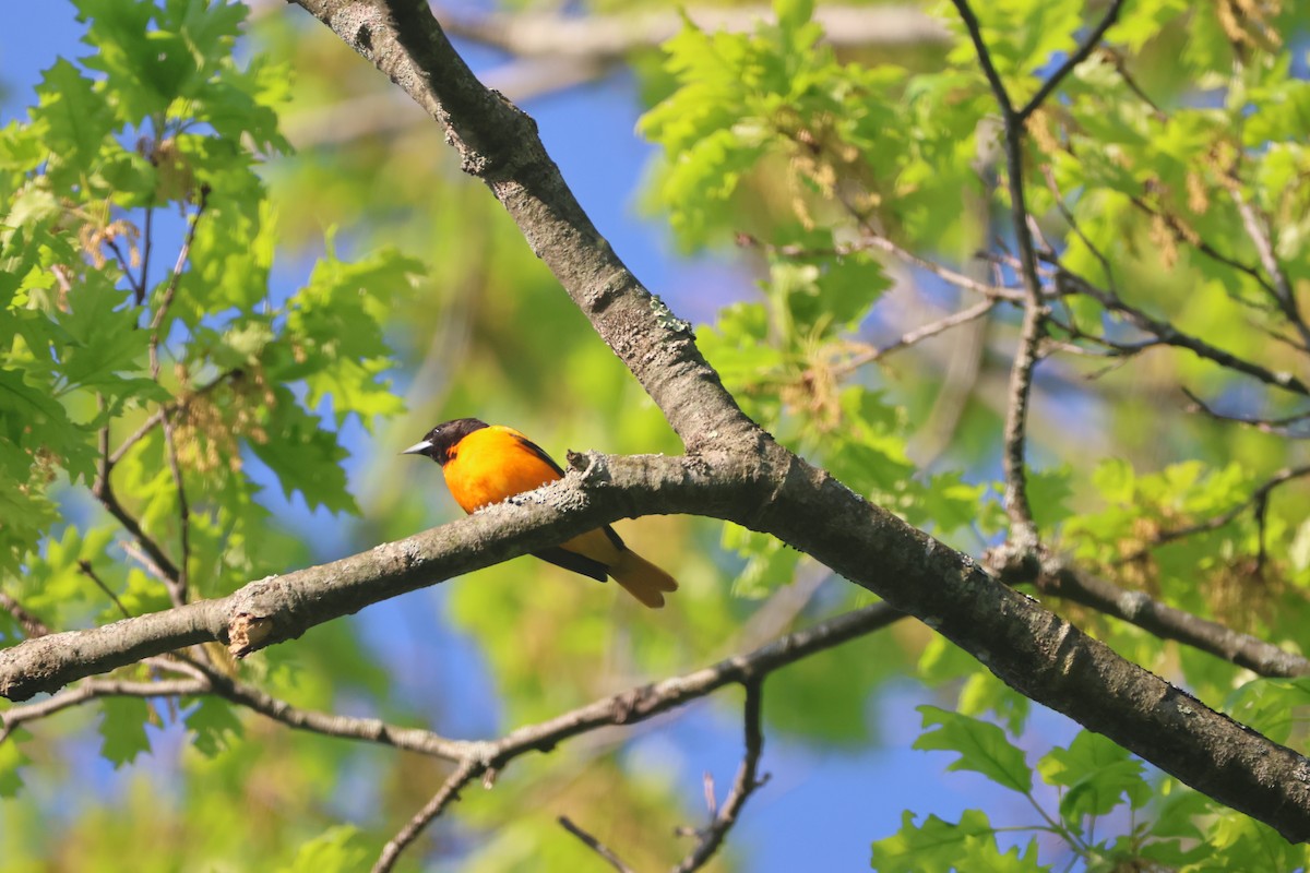 Baltimore Oriole - Alan Dupuis