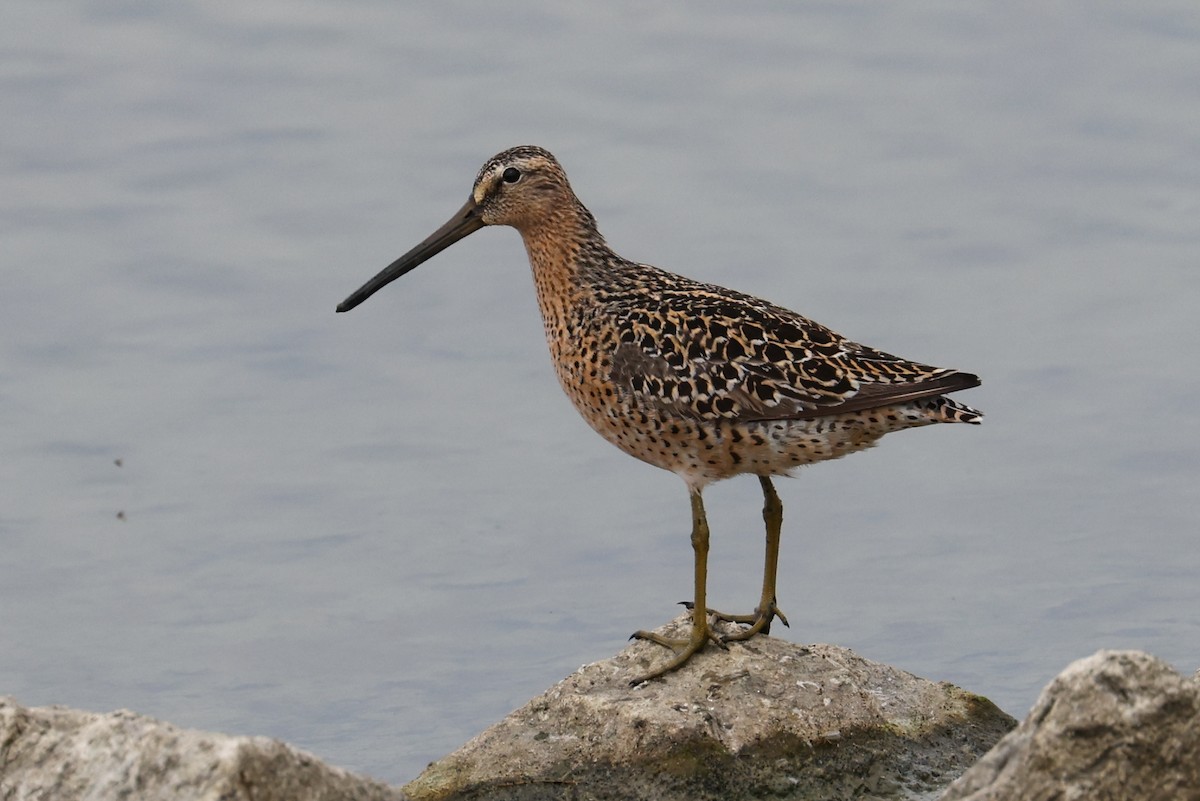 Short-billed Dowitcher - ML619289635