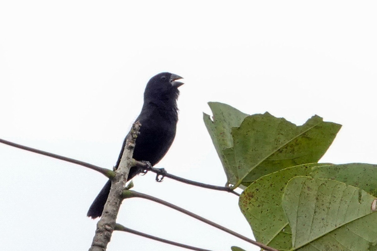 Blue-black Grassquit - Celesta von Chamier