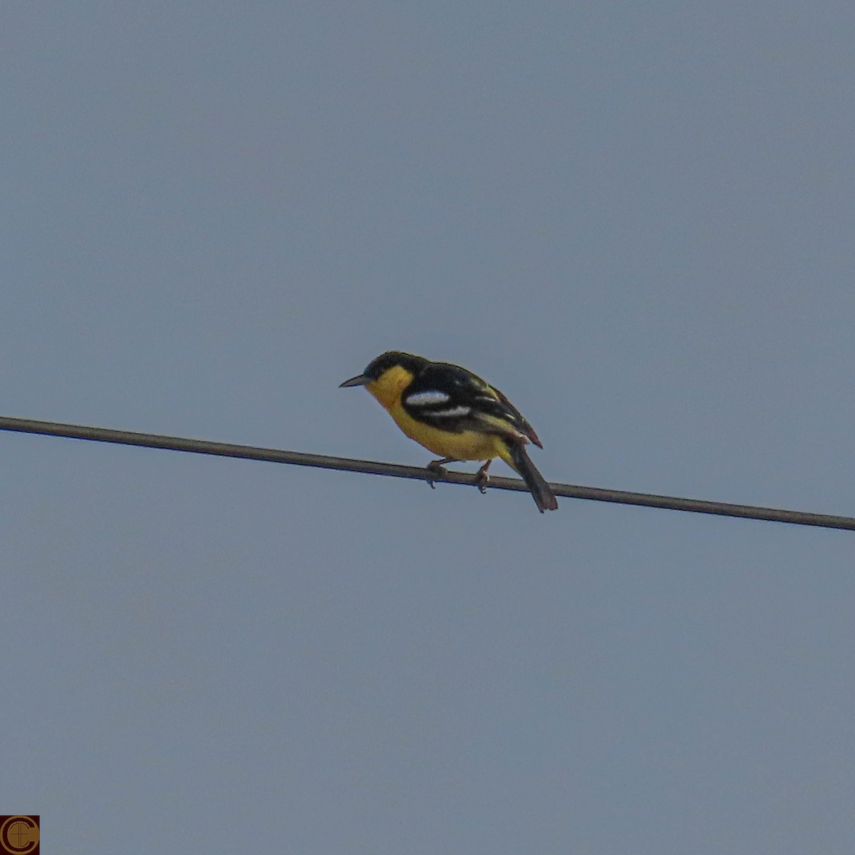 Common Iora - Manjula Desai